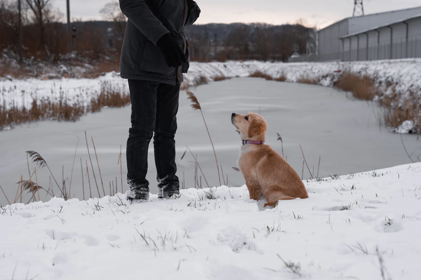A dog sitting on fresh snow next to its handler on a bright winter day