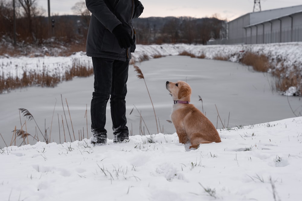a dog sitting in the snow next to a person