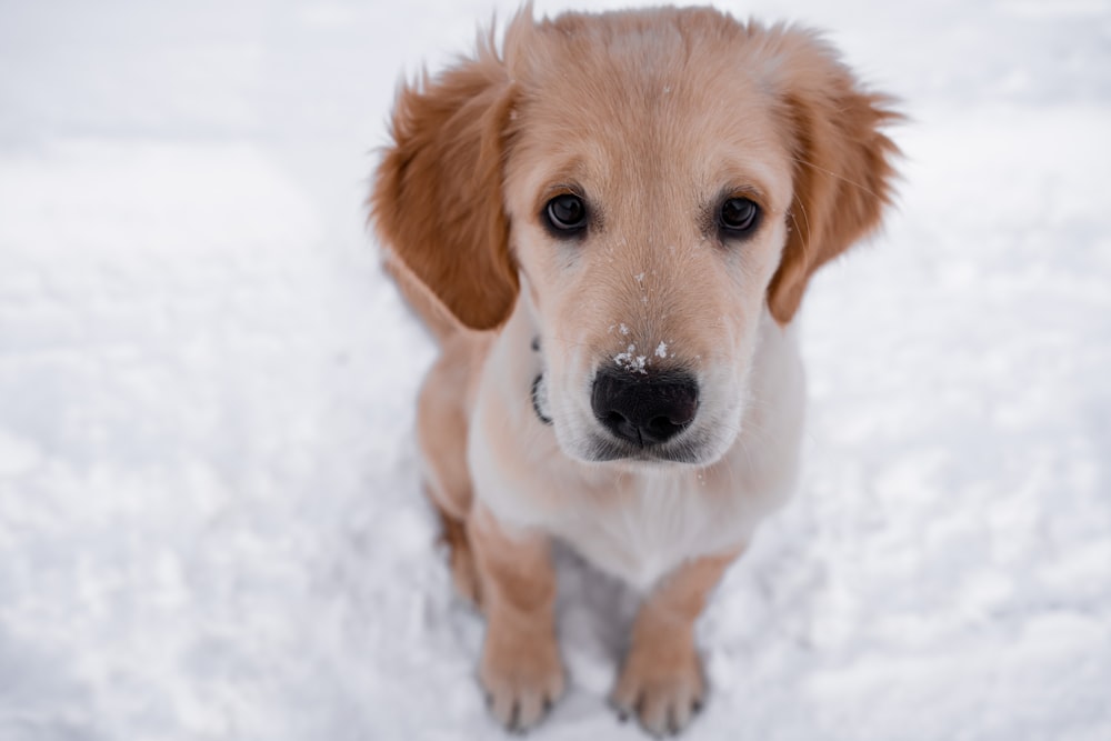 a close up of a dog in the snow