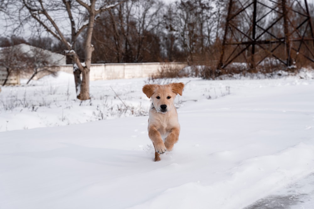 a dog running through a snow covered field