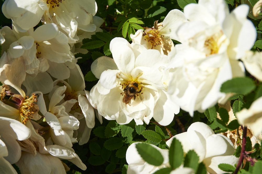 un mazzo di fiori bianchi che sono uno accanto all'altro