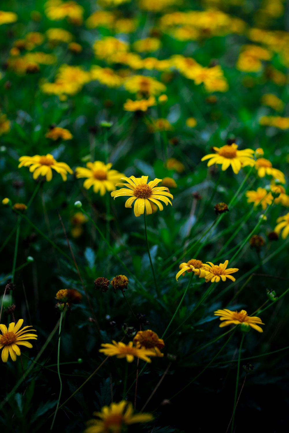 a bunch of yellow flowers that are in the grass