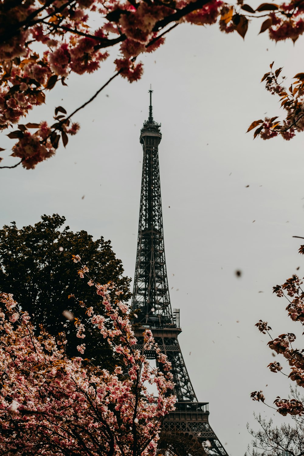 the eiffel tower is surrounded by cherry blossoms