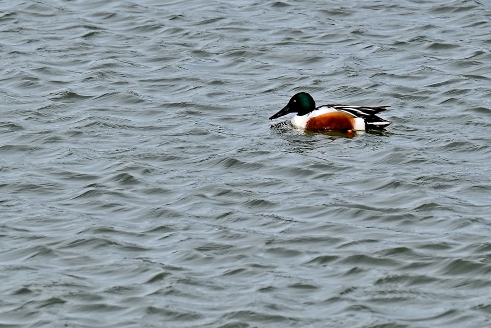 a duck floating on top of a body of water