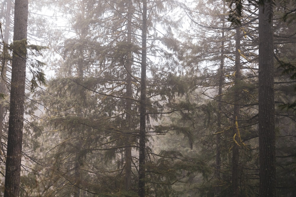 a forest filled with lots of tall trees