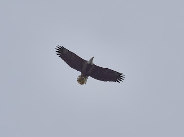 A close-up of a determined eagle soaring high above turbulent clouds, embodying focus and freedom.