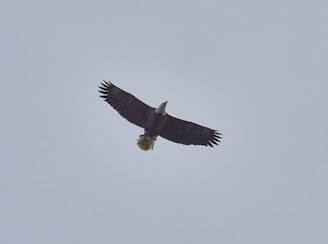 A close-up of a determined eagle soaring high above turbulent clouds, embodying focus and freedom.