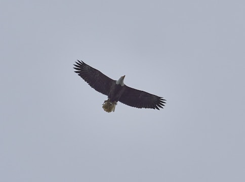 An eagle soaring high above dark storm clouds, wings spread wide against the wind.