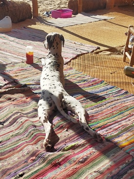 A Dalmatian dog is lying comfortably on a colorful woven rug in a sunlit room. The dog's body is stretched out and it appears relaxed. Shadows from the structure can be seen on the ground. A bottle and a pink container are visible nearby.