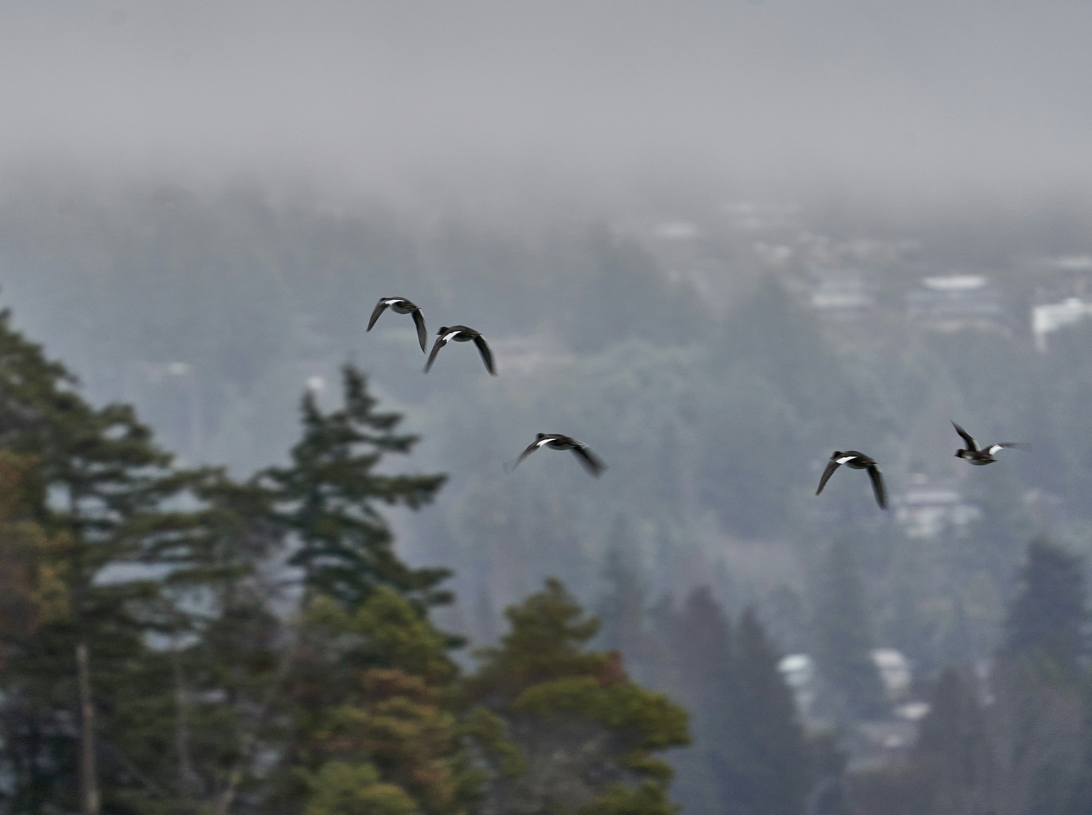 a flock of birds flying over a forest