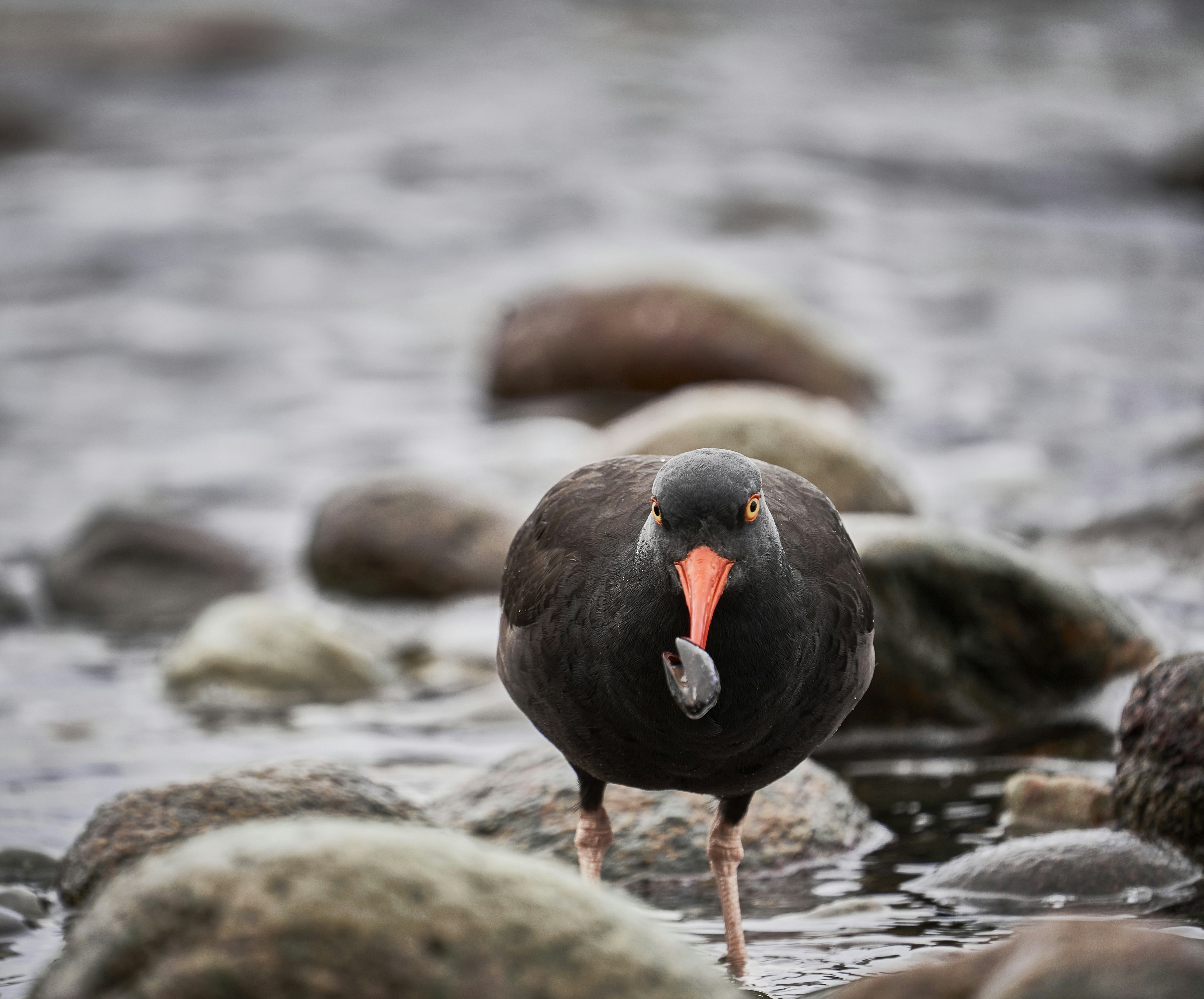a black bird with an orange beak standing on rocks in the water