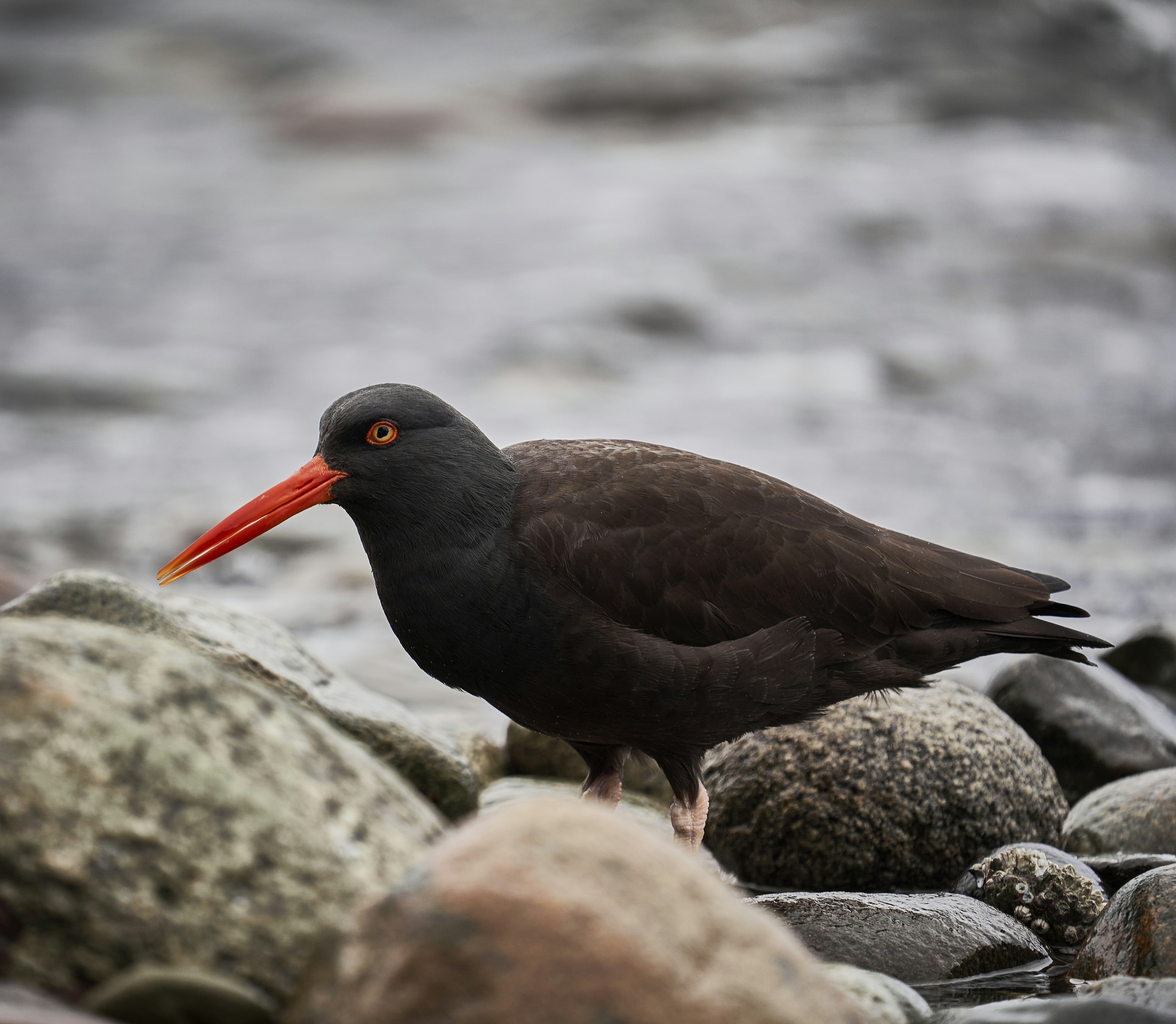 a black bird with a red beak standing on rocks