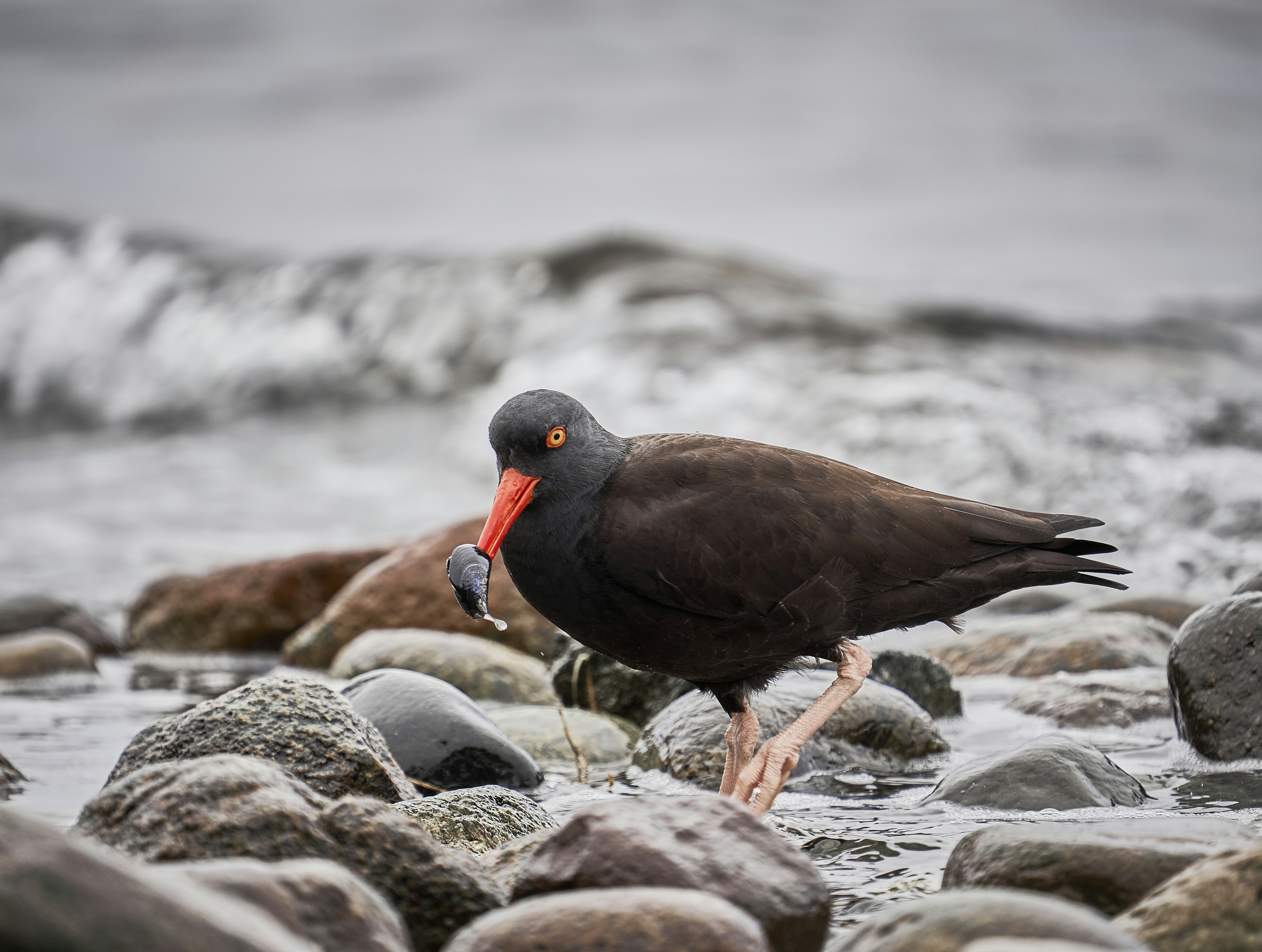 a bird is standing on some rocks in the water