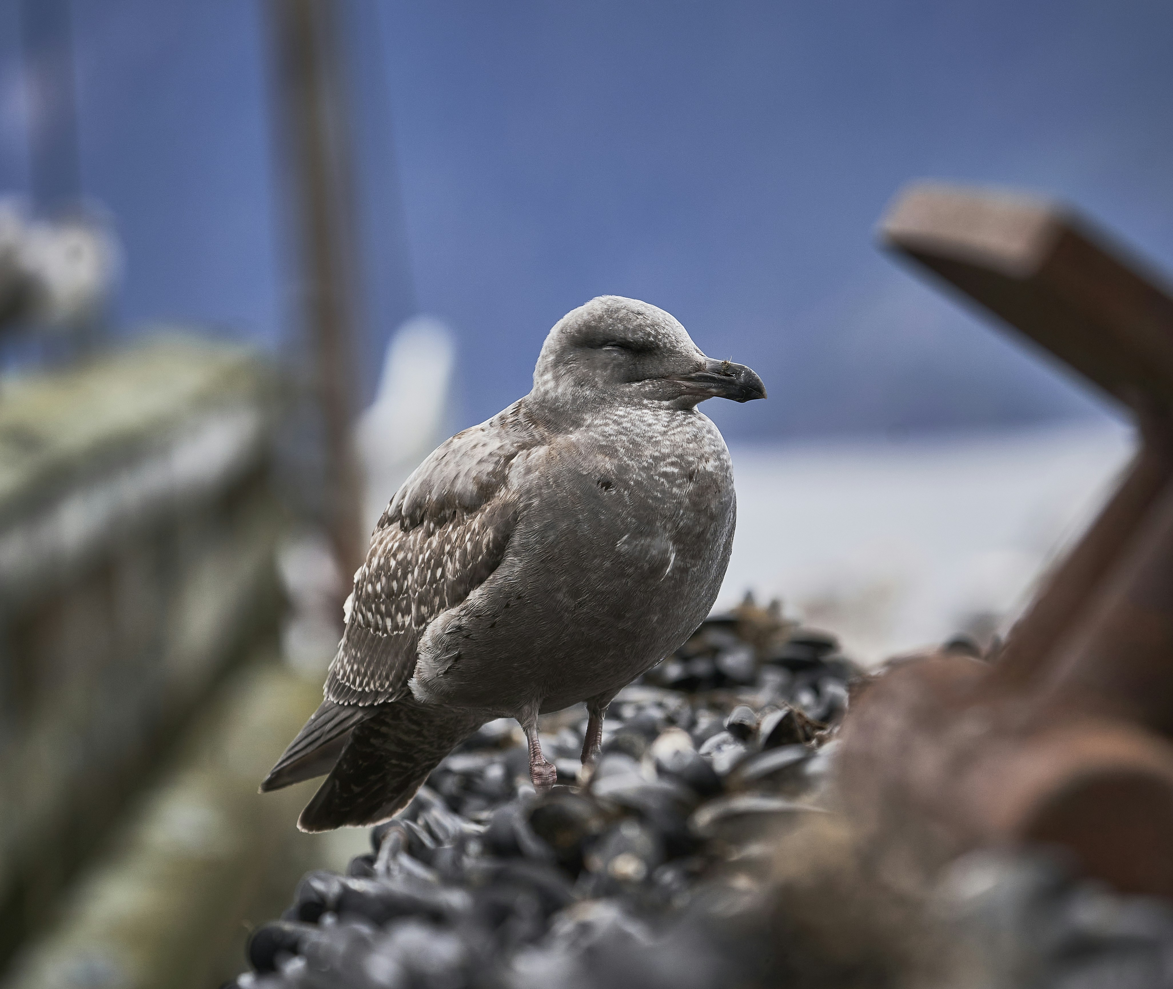 a small bird sitting on top of a pile of rocks