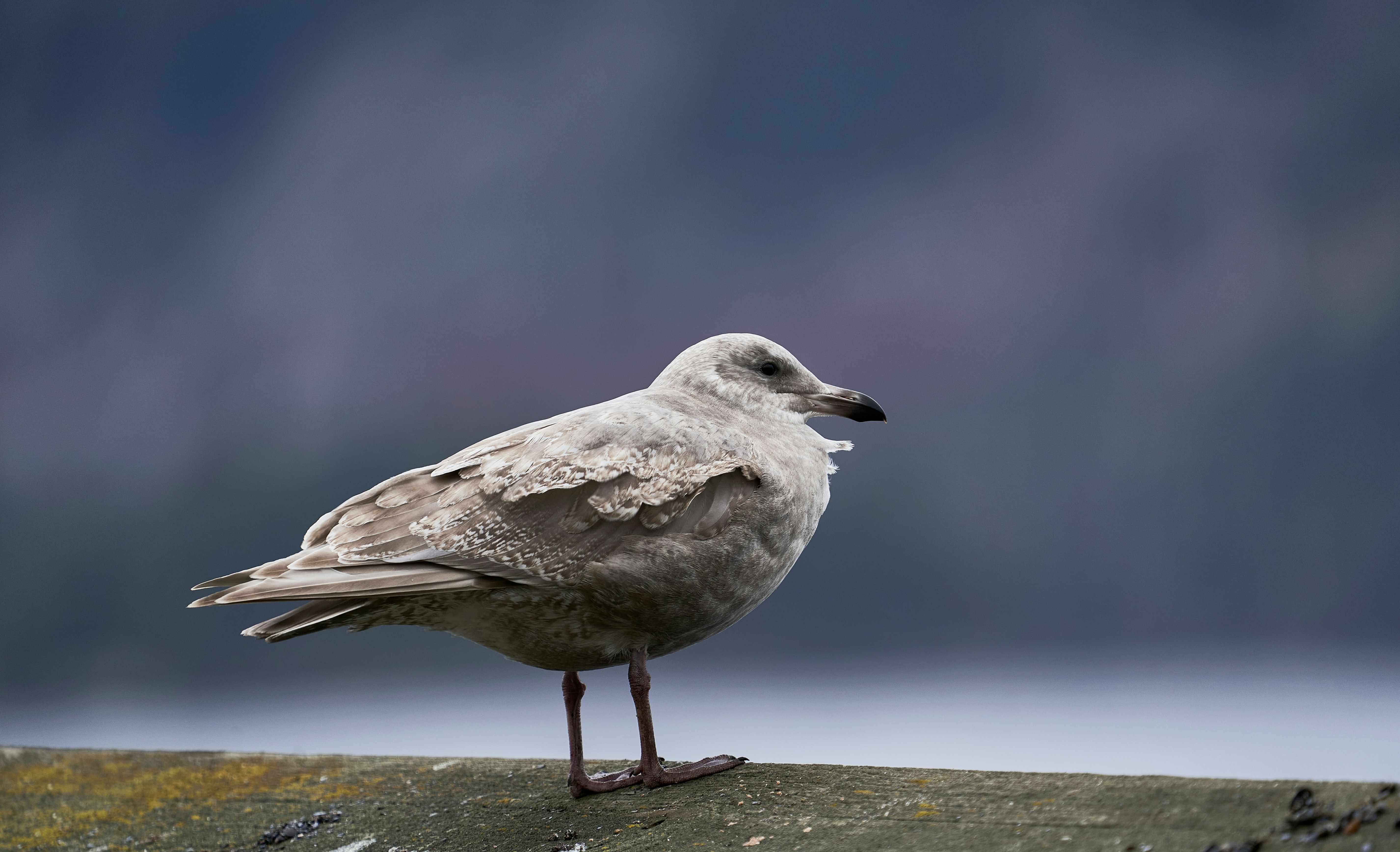 a seagull is standing on the edge of a pier