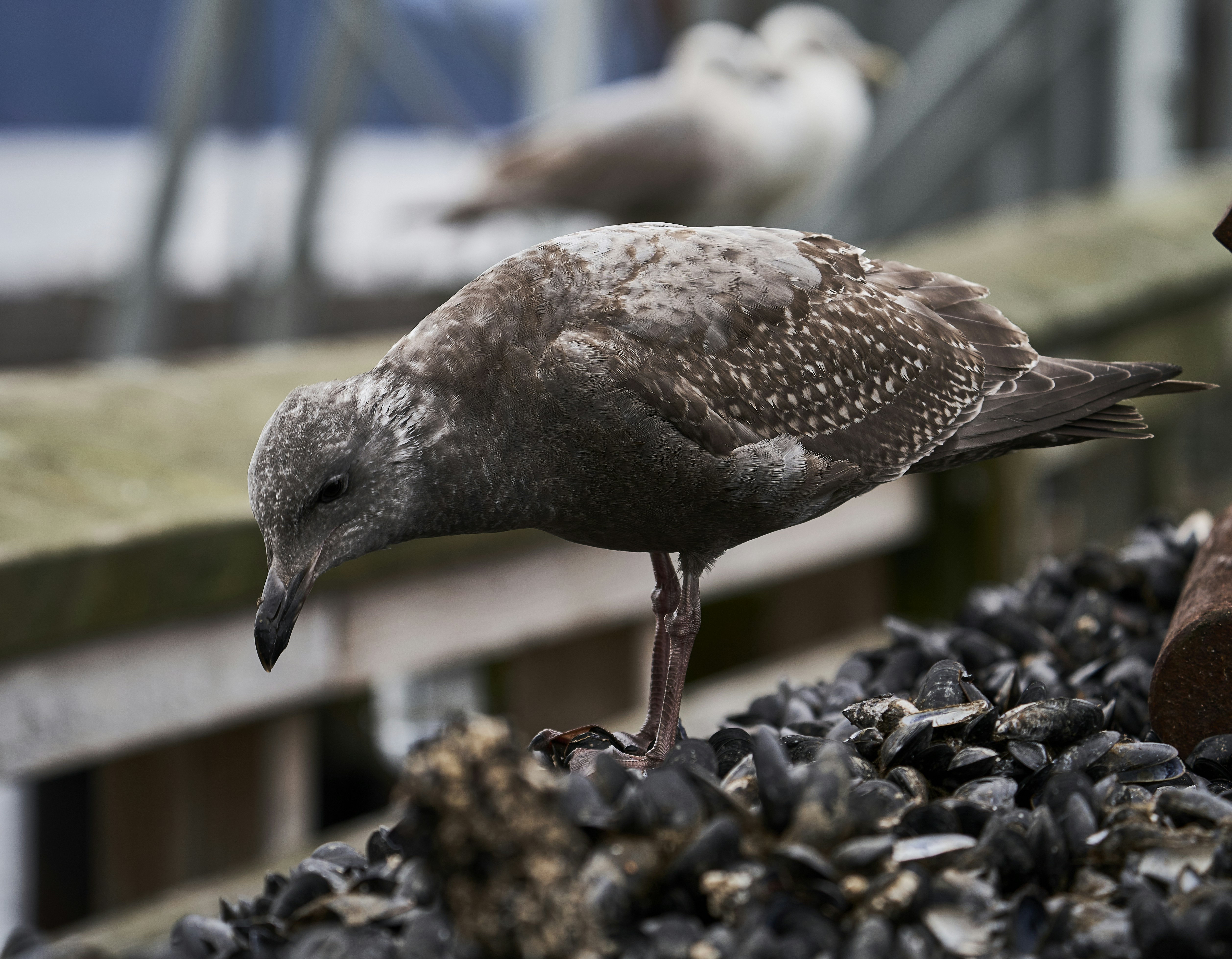 a bird standing on a pile of black rocks