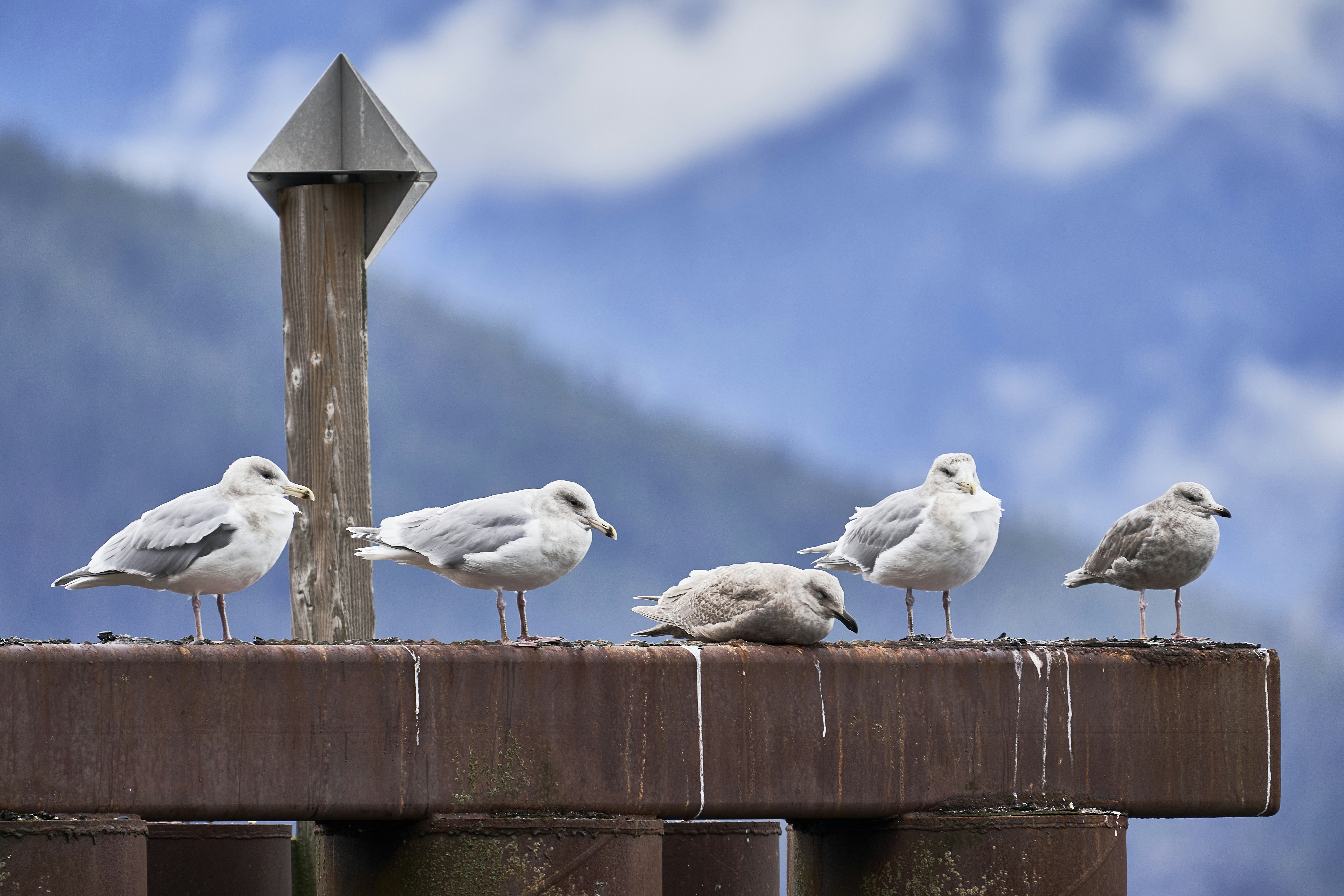 a group of birds sitting on top of a wooden post