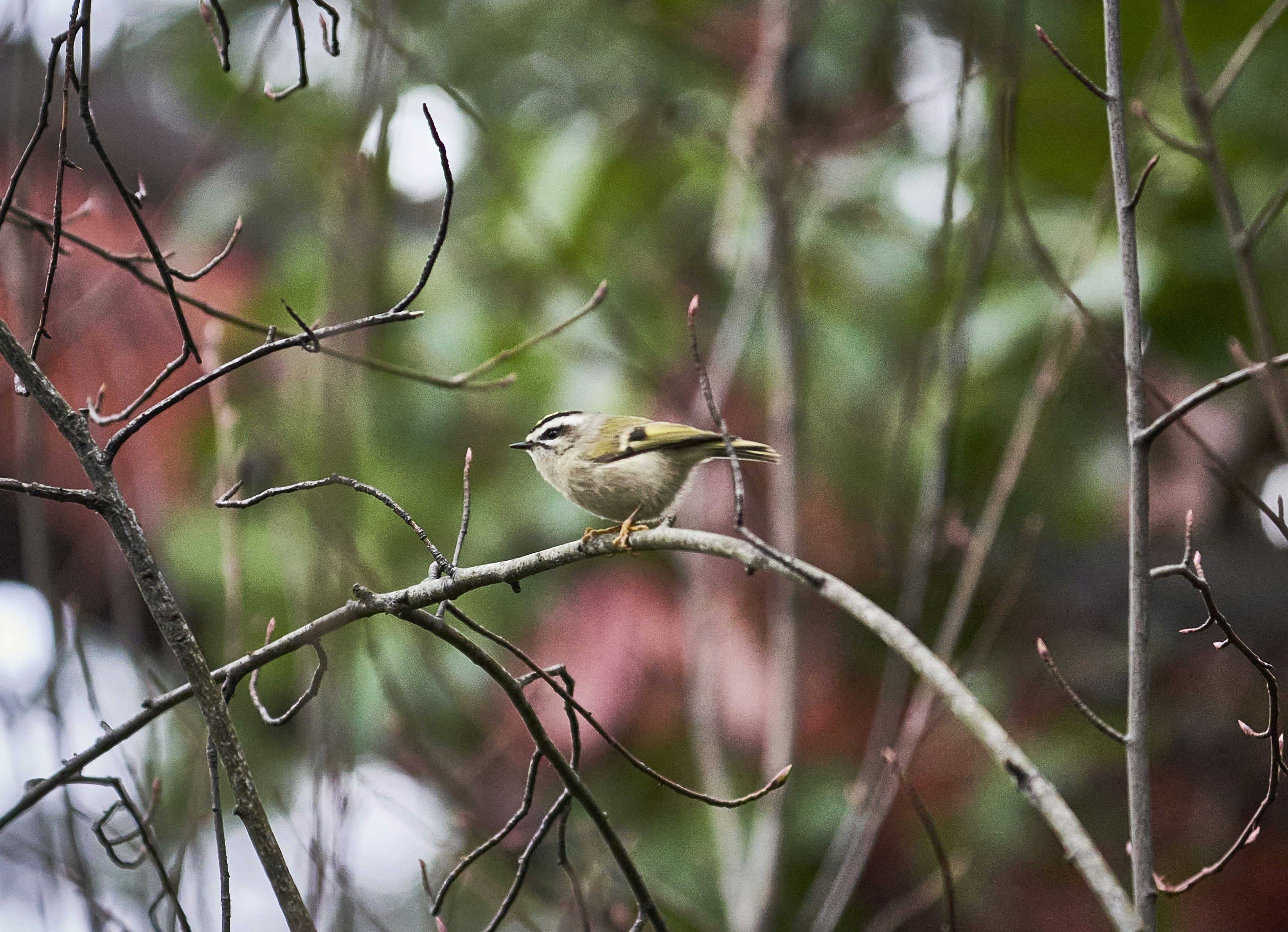 Photo by suicide_chewbacca