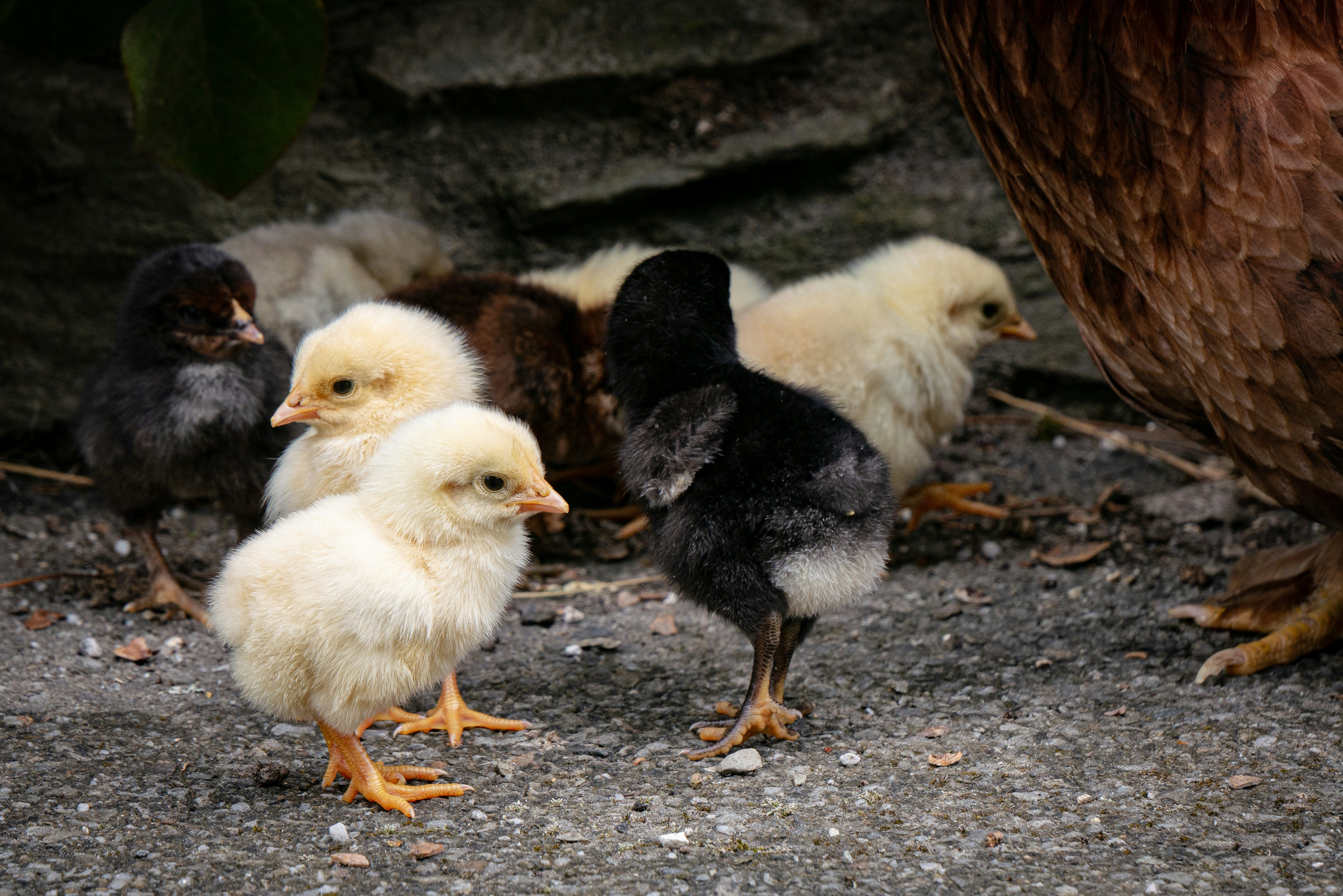 Healthy Easter Egger Chicks