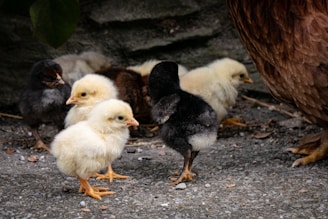 A group of fluffy chicks in various colors, including yellow and black, congregate on a pebbled surface with part of a hen visible nearby. The background consists of a blurred leafy green and stone wall, creating a natural setting.