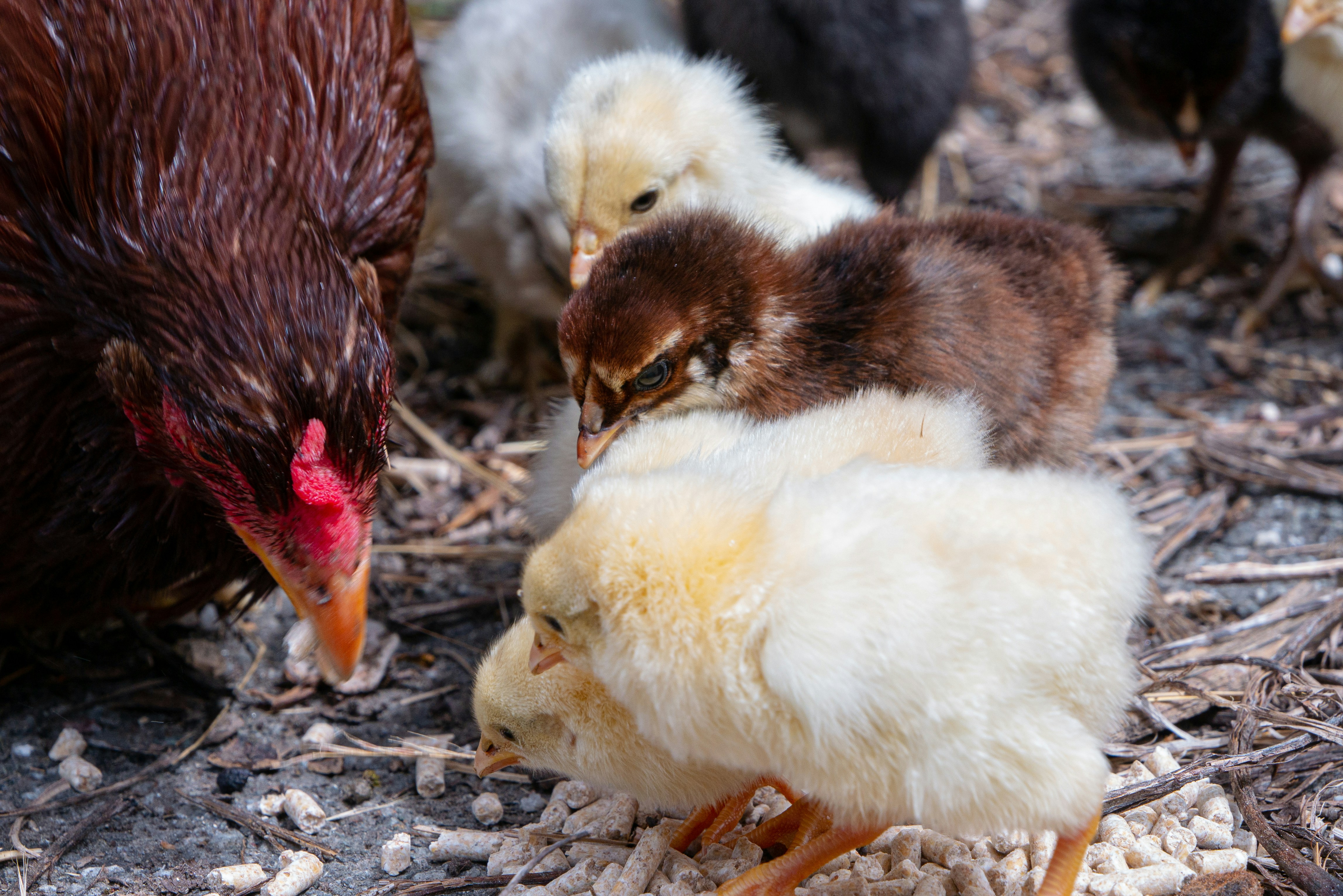 Breeding and Fertility