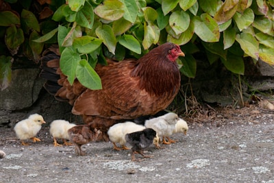 A child carefully feeding friendly hens in a cozy outdoor pen.