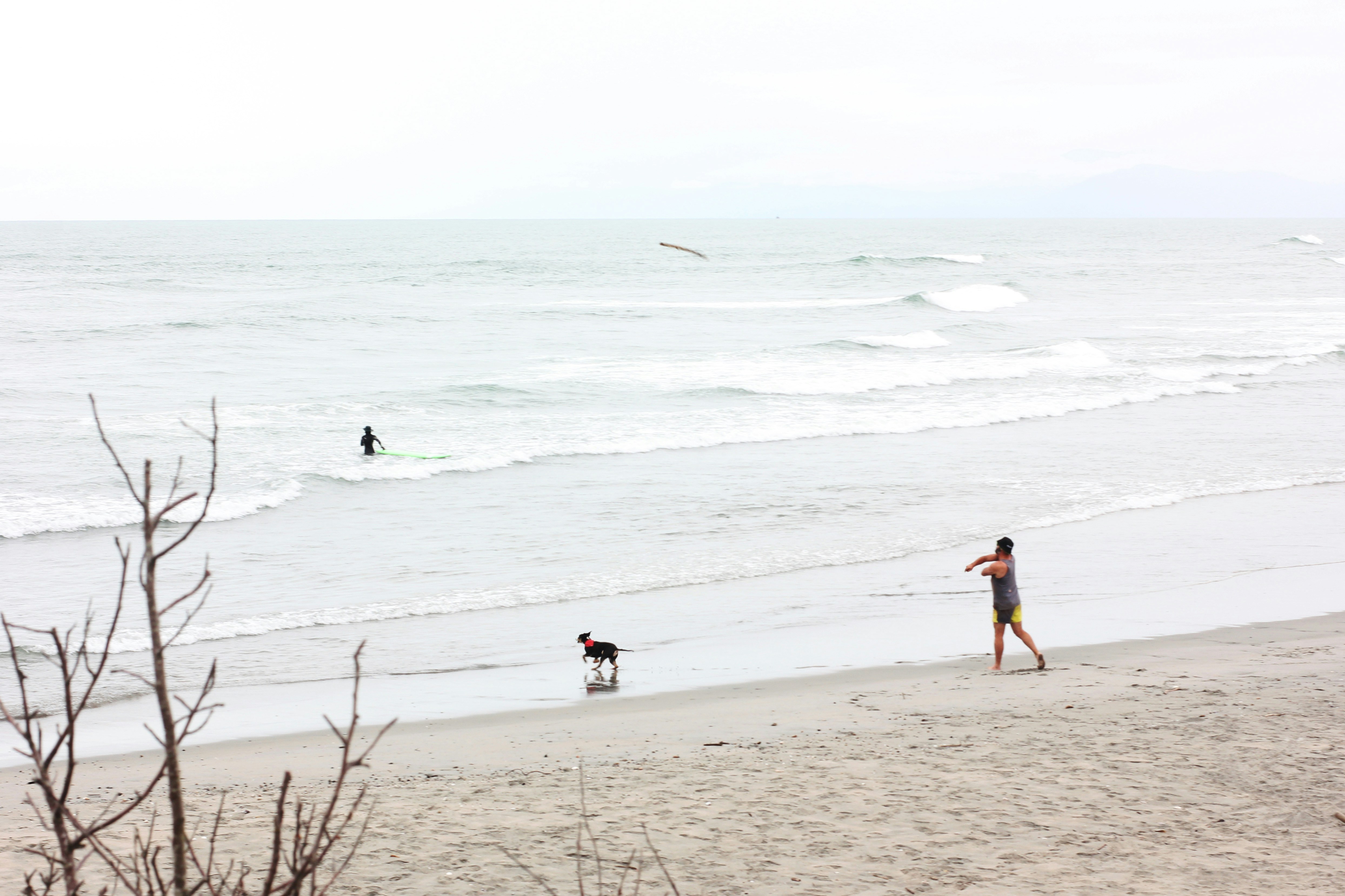 a person and a dog walking on the beach