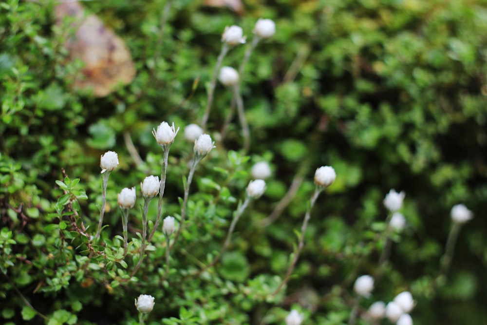 a close up of a plant with white flowers