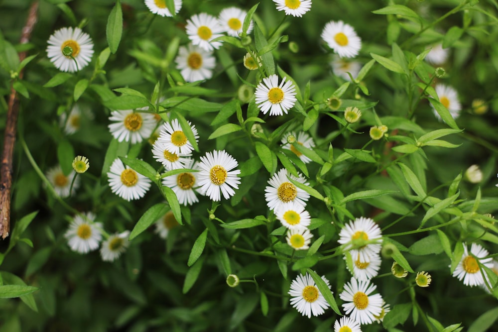 a bunch of white flowers with yellow centers