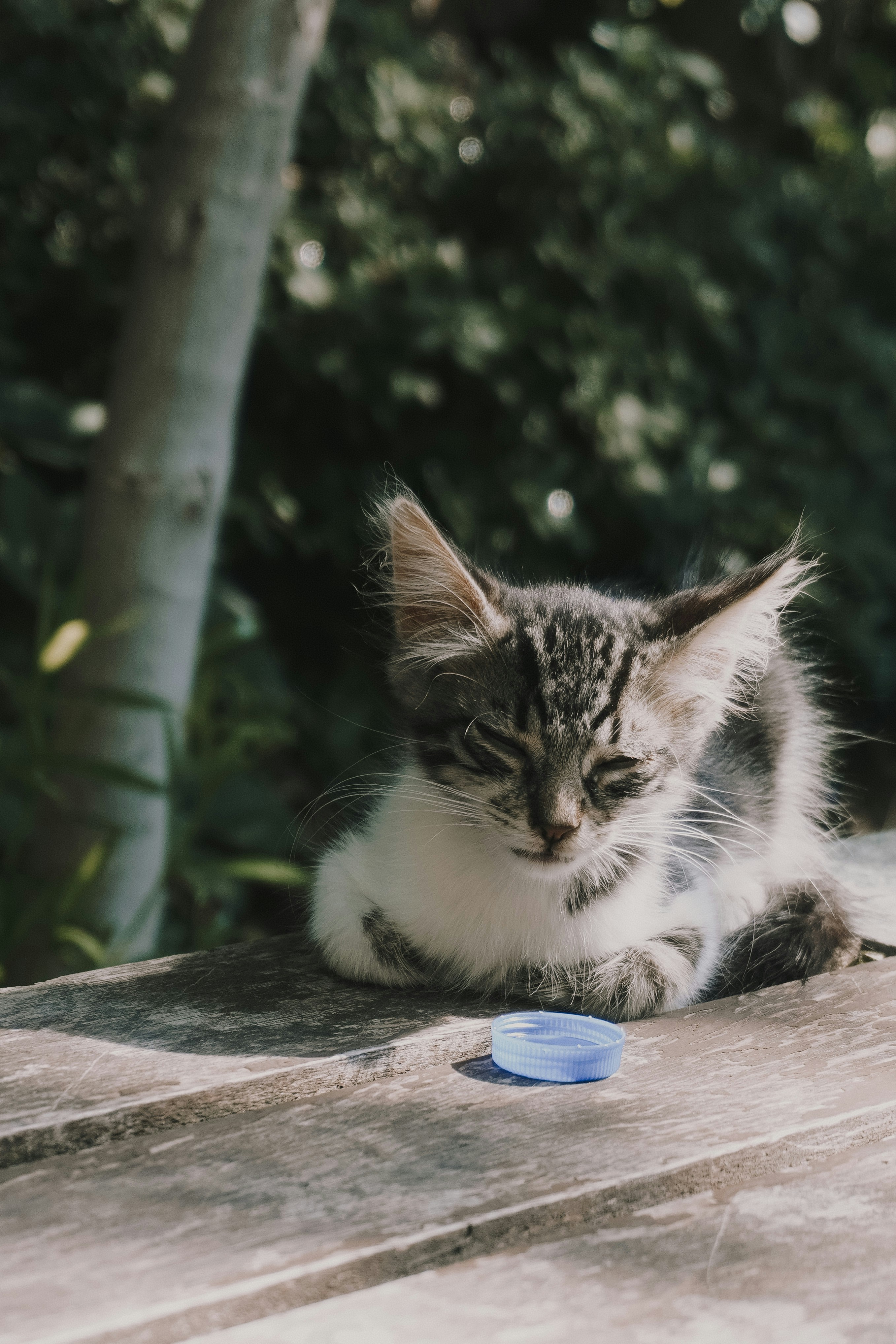 A cat sitting on top of a wooden table photo – Free Cat Image on Unsplash