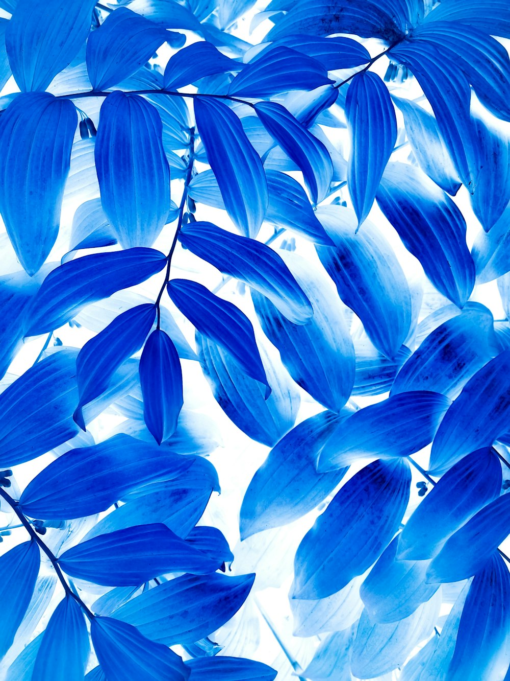 a close up of blue leaves on a tree