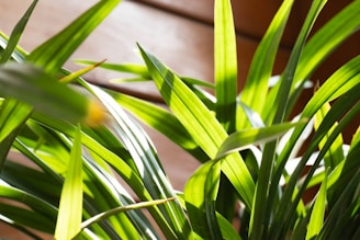 Close-up of vibrant green moringa leaves and powder on rustic wooden surface, bathed in natural sunlight.