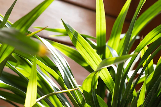 Close-up of fresh green herbal leaves arranged on a wooden surface with soft natural lighting.