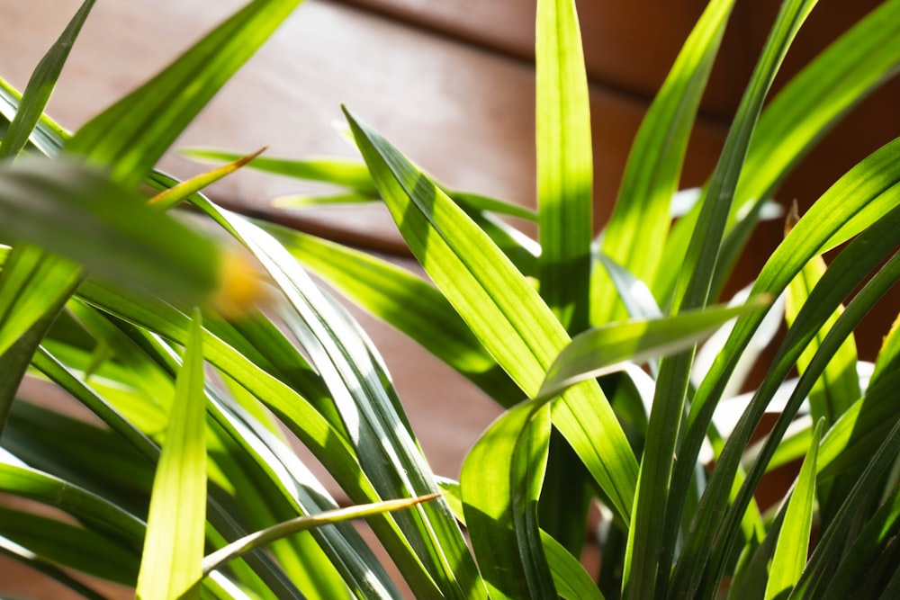 um close up de uma planta verde em uma mesa