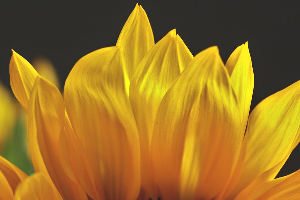 a close up of a sunflower with a black background