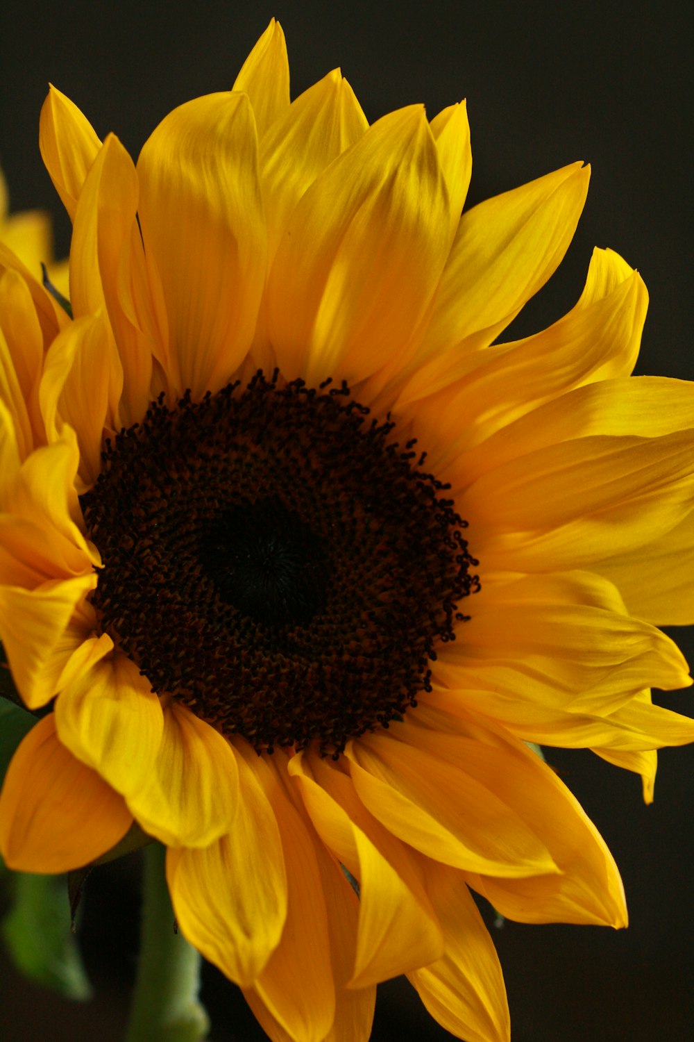 Un girasol amarillo con un fondo oscuro