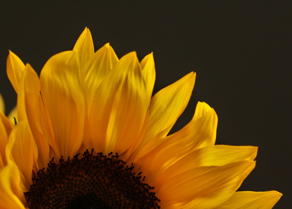 a yellow sunflower with a dark background