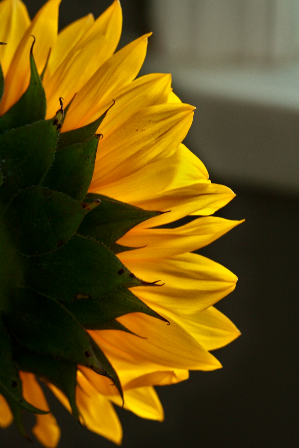 a close up of a sunflower with a blurry background