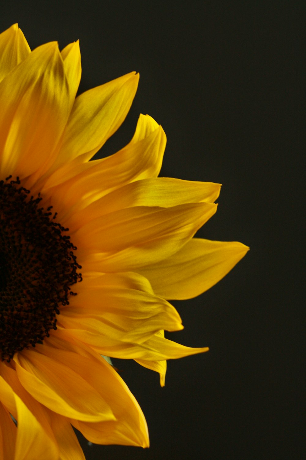 a yellow sunflower with a black background