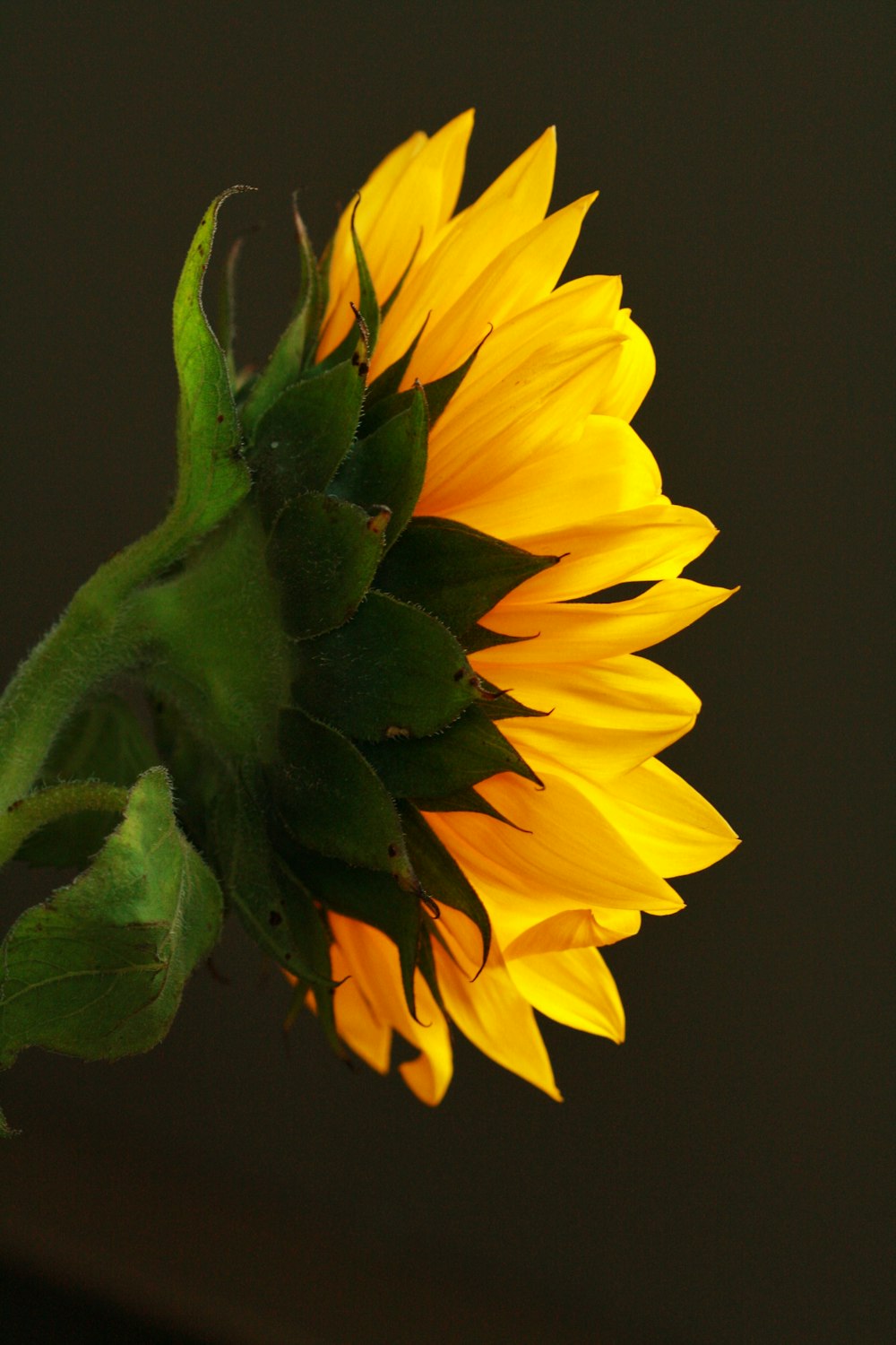 a yellow sunflower with green leaves in a vase