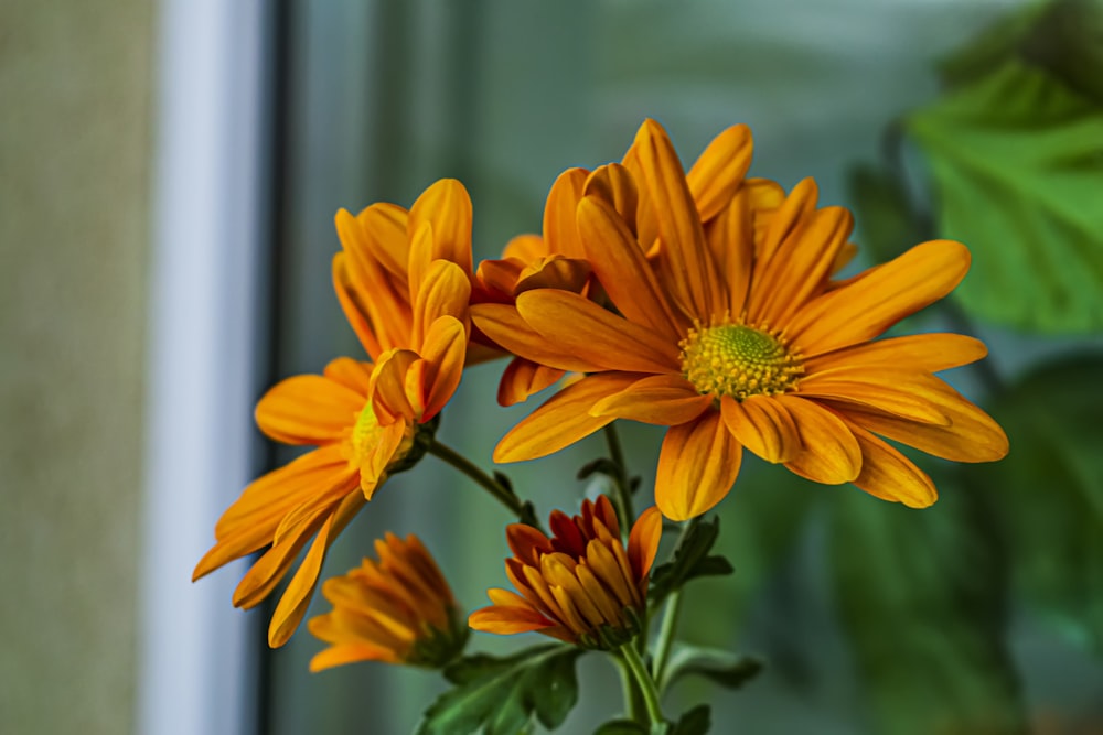 a close up of a bunch of flowers near a window