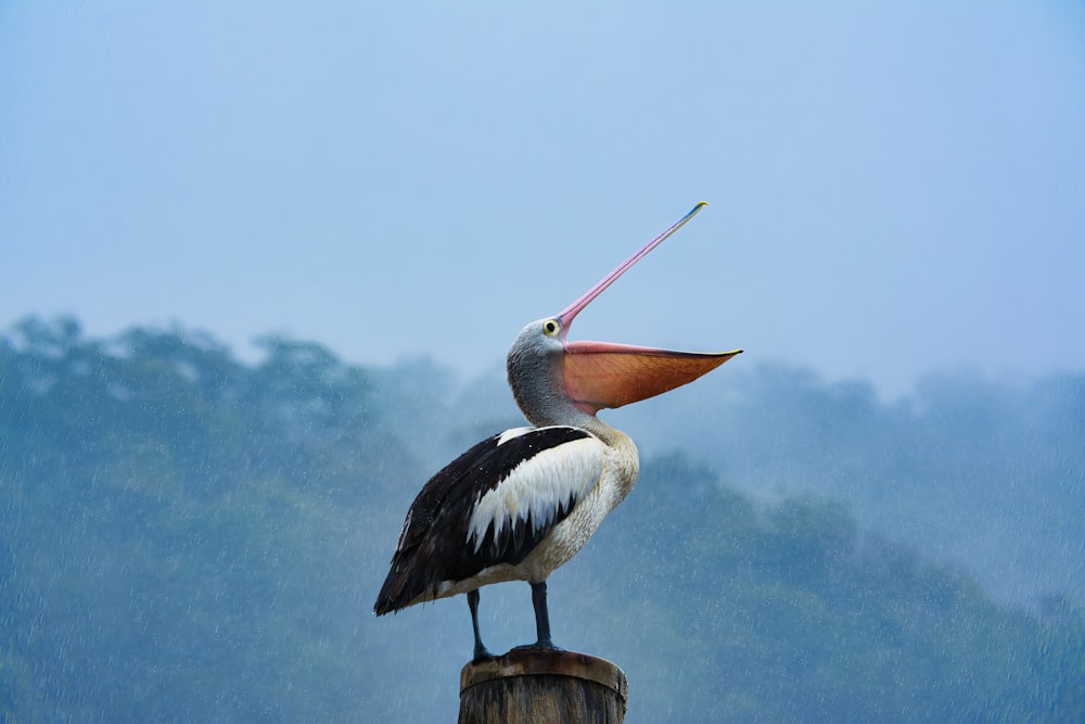 a bird with a long beak standing on a post