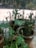 A close-up of net pots filled with thriving plants.