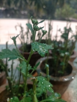 Close-up of hands watering young plants in a garden
