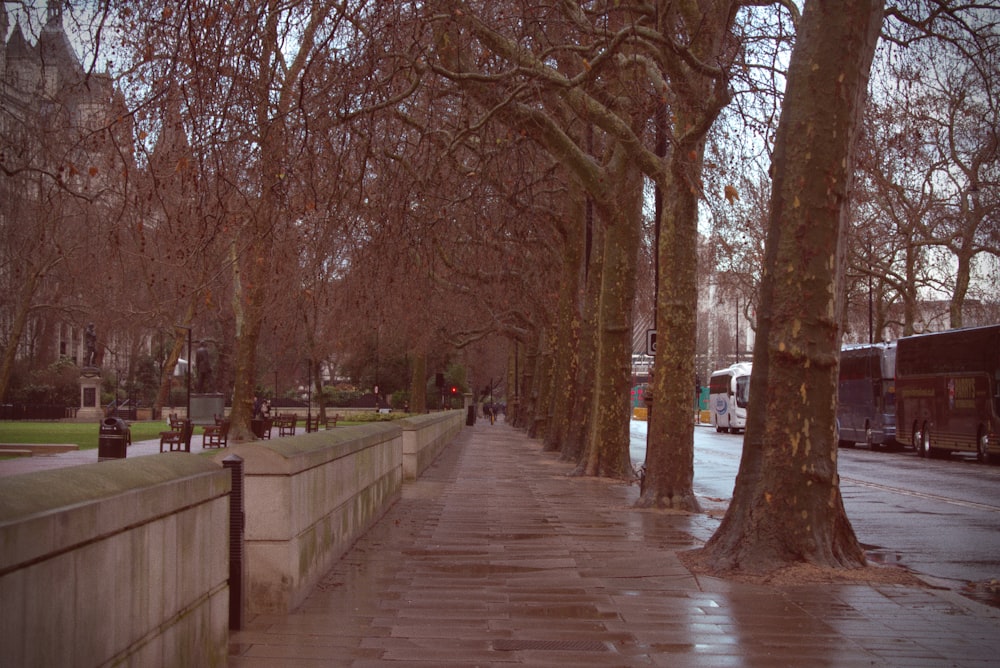 a sidewalk lined with trees next to a sidewalk