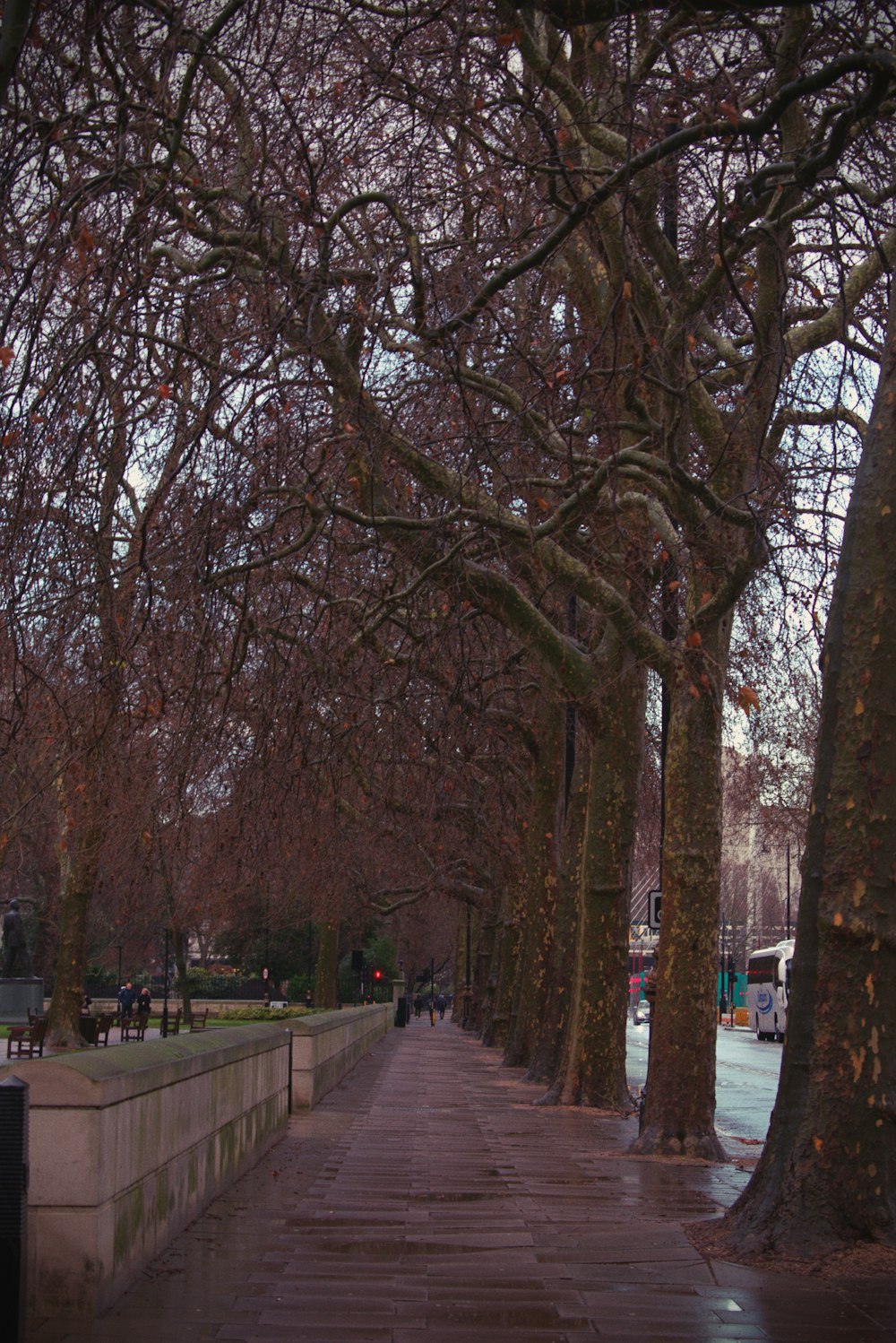 a sidewalk lined with trees on a rainy day