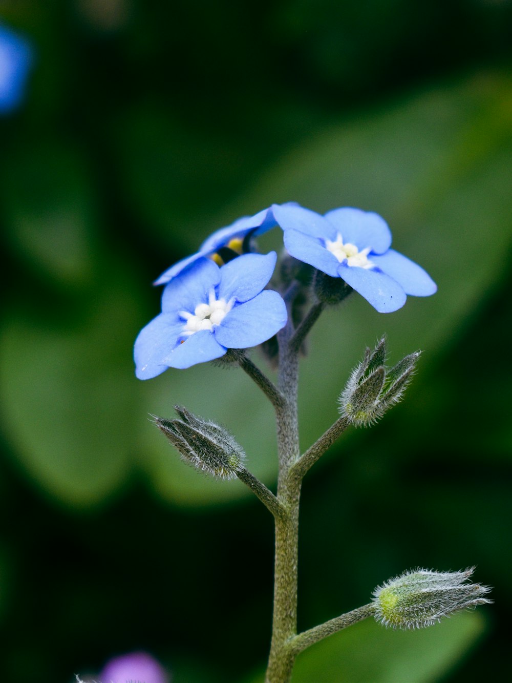 a close up of a blue flower with leaves in the background