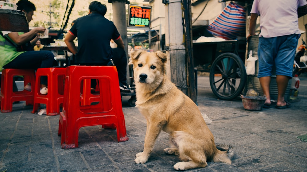 a brown dog sitting on top of a sidewalk next to a red chair