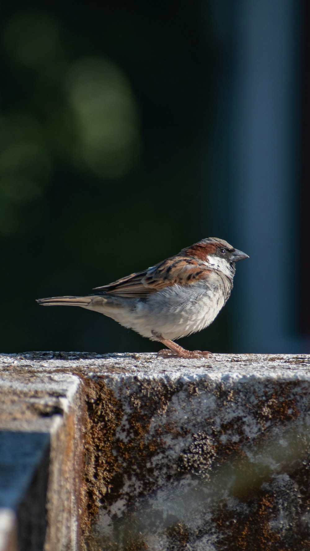 a small bird sitting on top of a cement wall