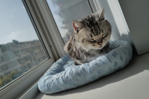 Cozy Cat Hideaway
